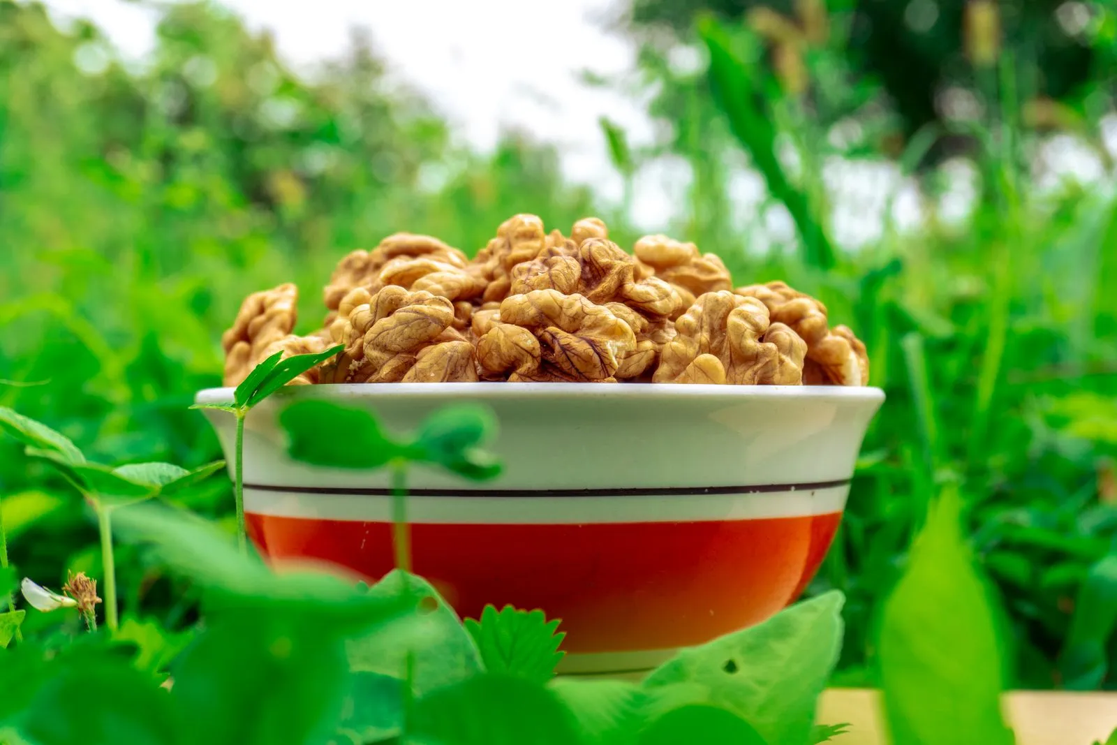 A bowl filled with walnuts set amidst vibrant greenery in an outdoor garden.